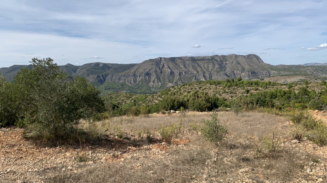 video image