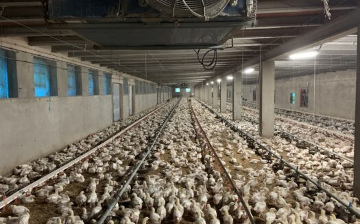 Industrial Chicken Farm